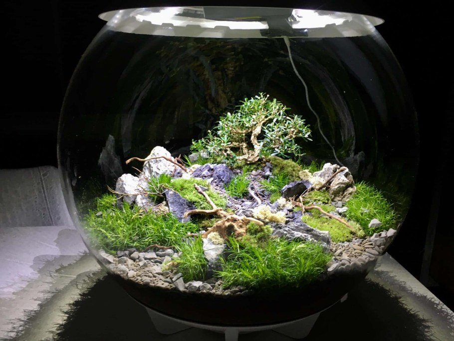 Суккуленты террариум флорариум