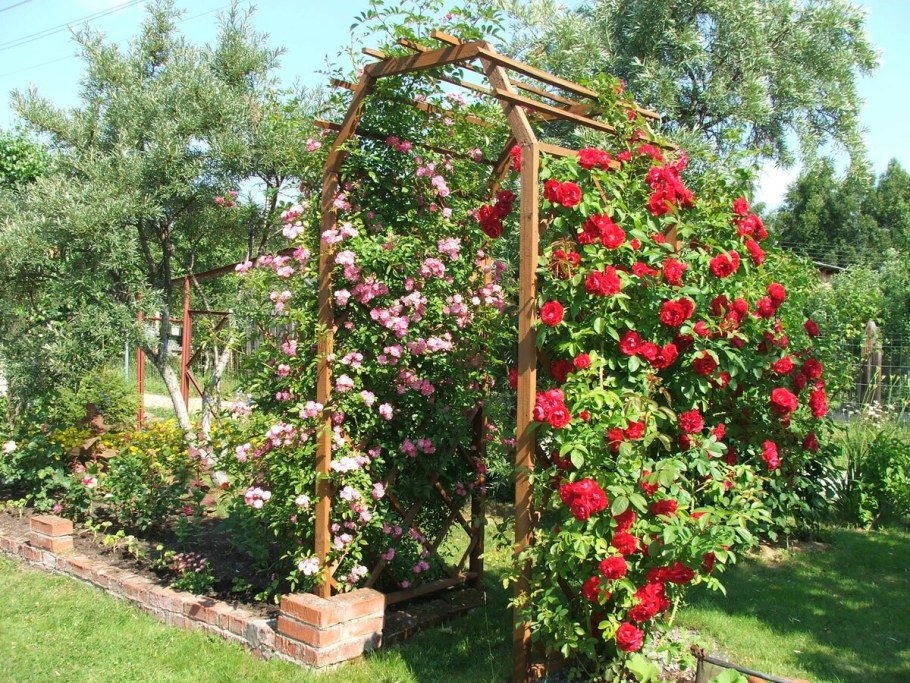 Плетистая роза в палисаднике