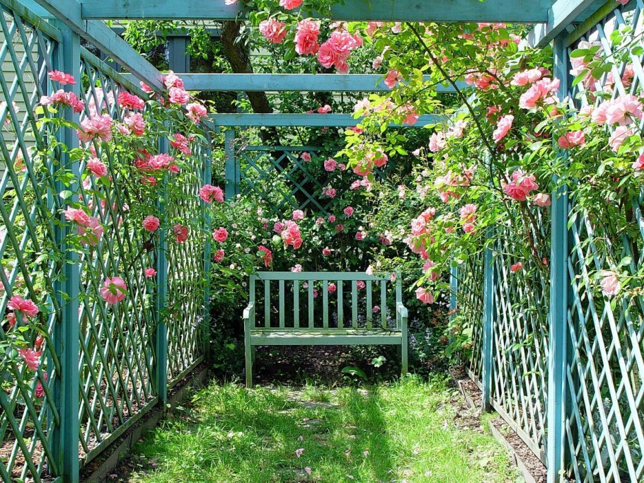 Роза плетистая Роуз Гарден