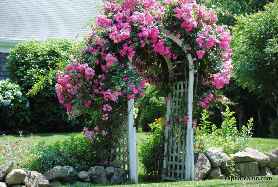 Роза плетистая Сантана