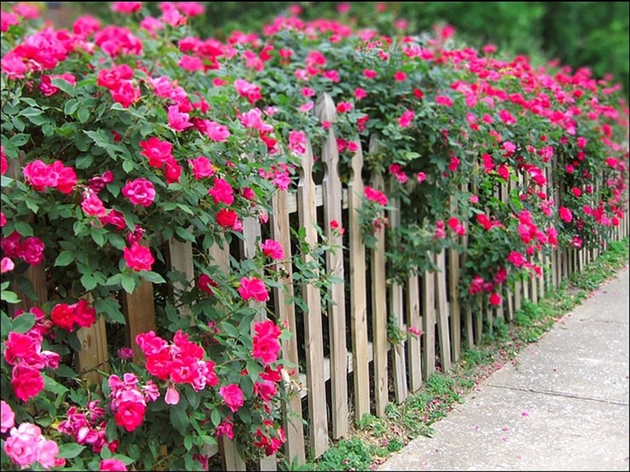 Колоновидная роза