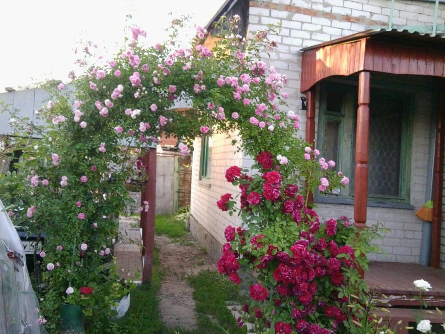 Роза плетистая Уральская