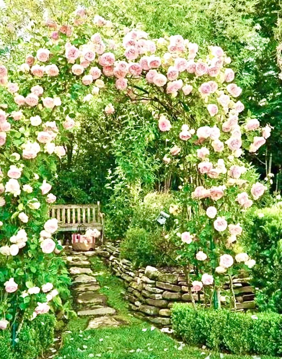 Роза Фламентанц