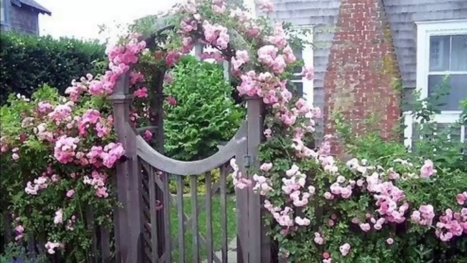 Арка увитая вьющимися растениями