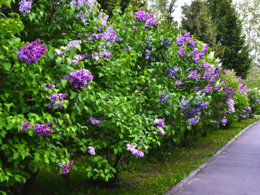 Сирень обыкновенная Стефан Маковецкий