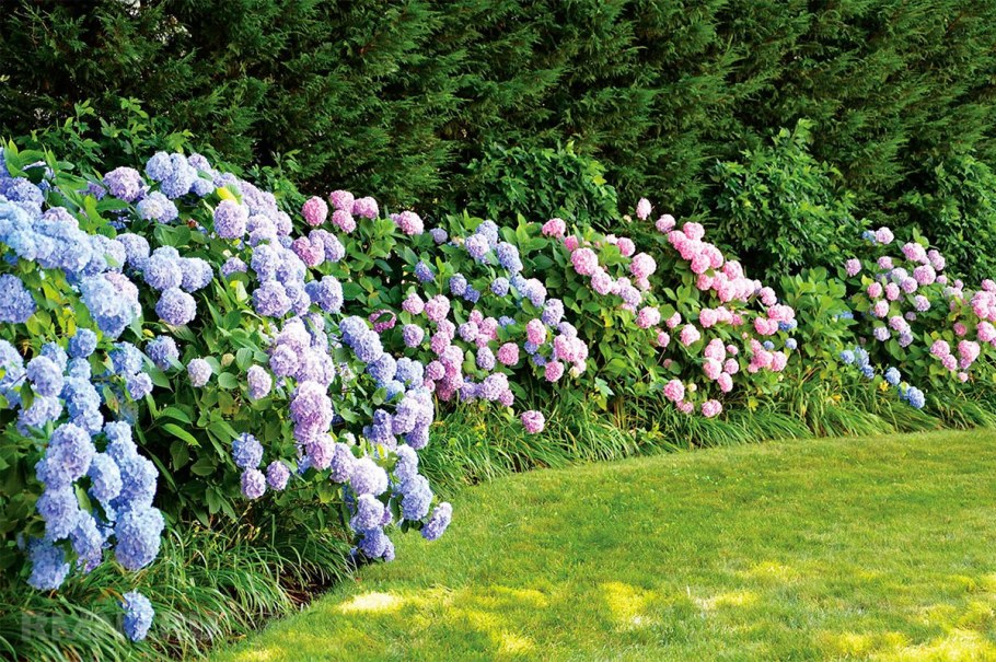 Сирень вдоль забора