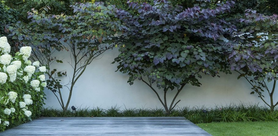 Миксбордер с жасмином