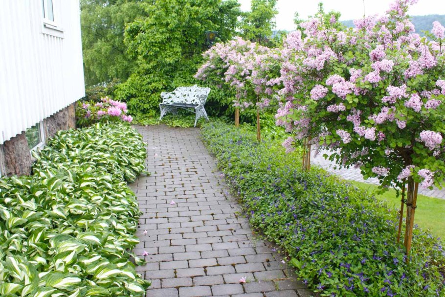 Форзиция спирея Барбарис