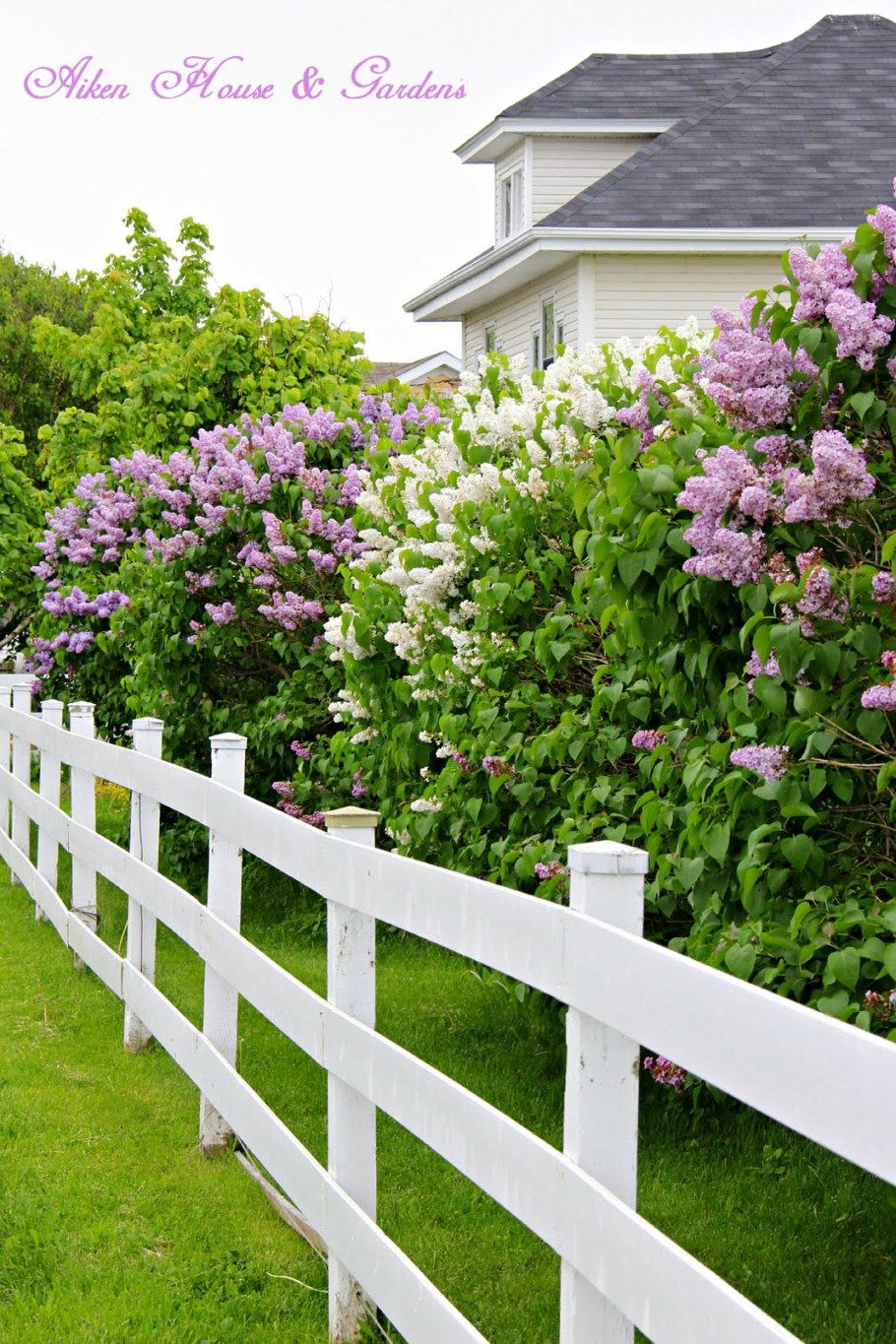 Гортензия спирея чубушник