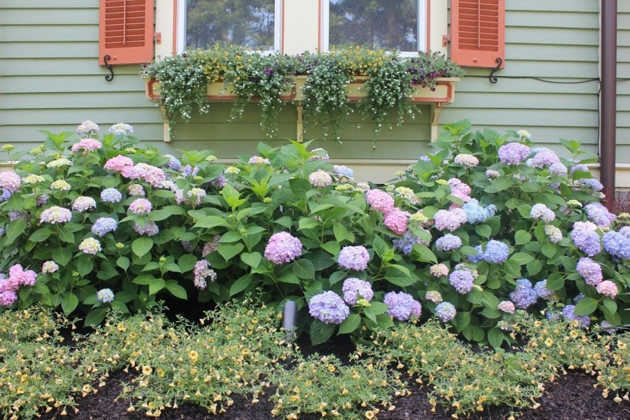 Сирень Мейера Palibin на штамбе