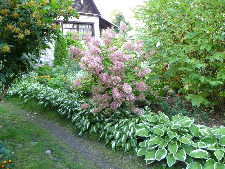 Туя, дерен, пузыреплодник