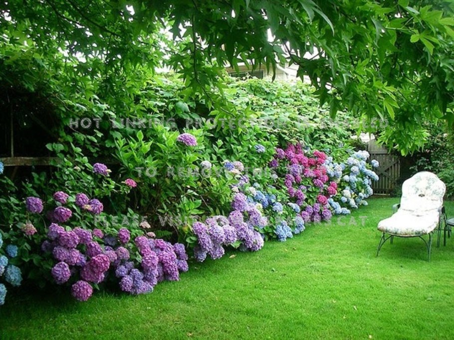 Гортензия Эндлесс саммер изгородь