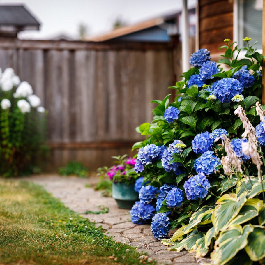 Гортензия Киушу штамбовая