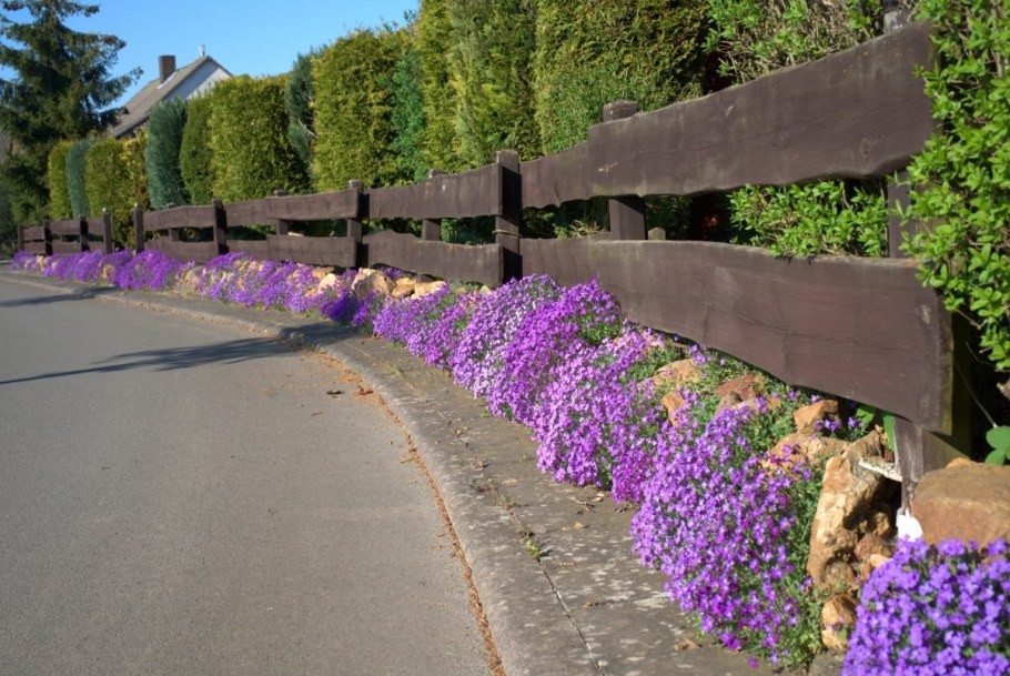 Лаванда рабатка миксбордер