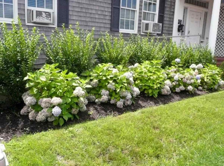 Лаванда на рабатке