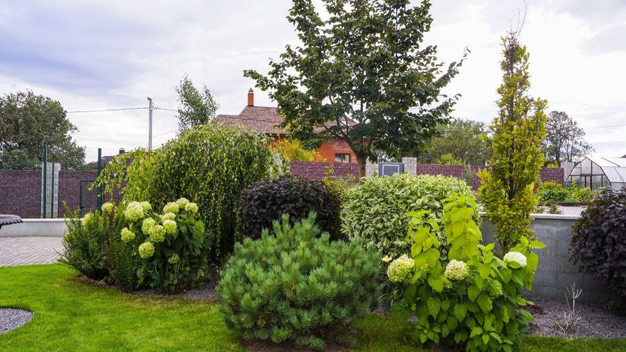 Сирень Палибин на штамбе