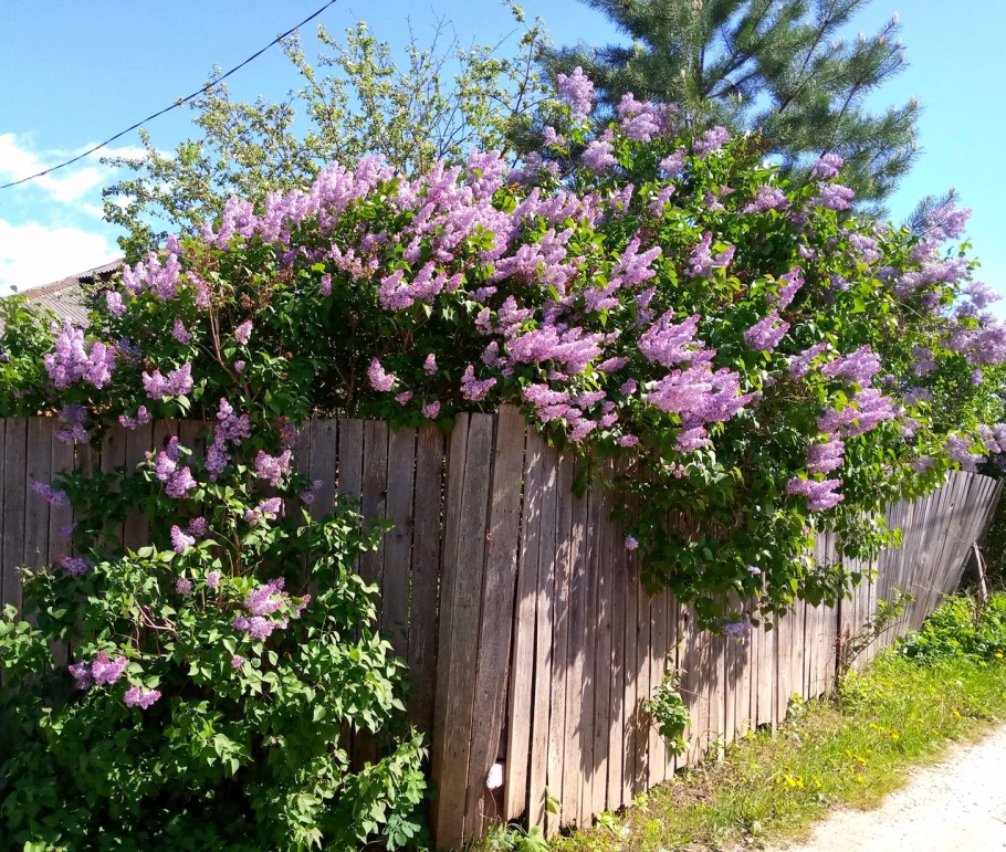 Сирень Мейера изгородь