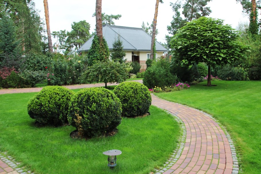 Хвойники в Лесном ландшафте