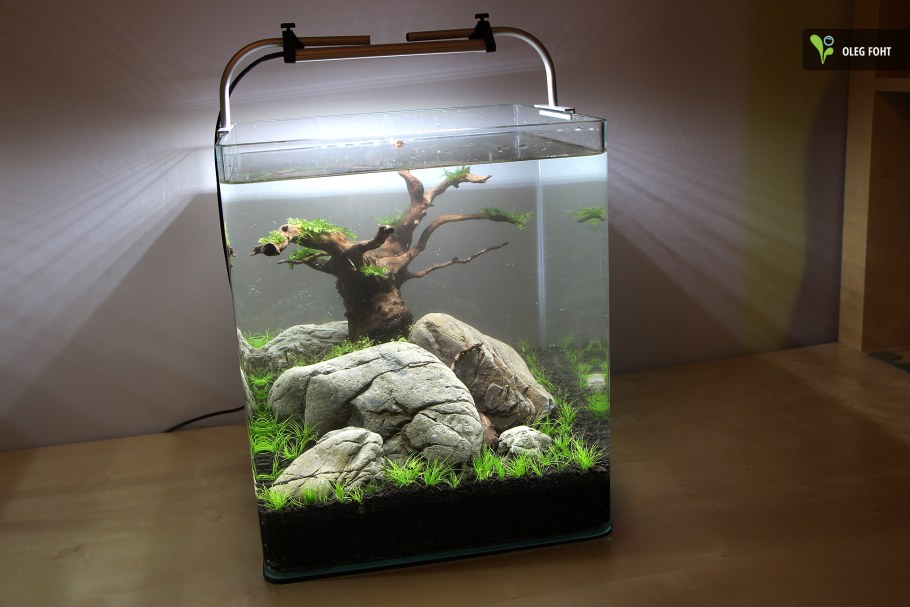 Цихлидник с корягами