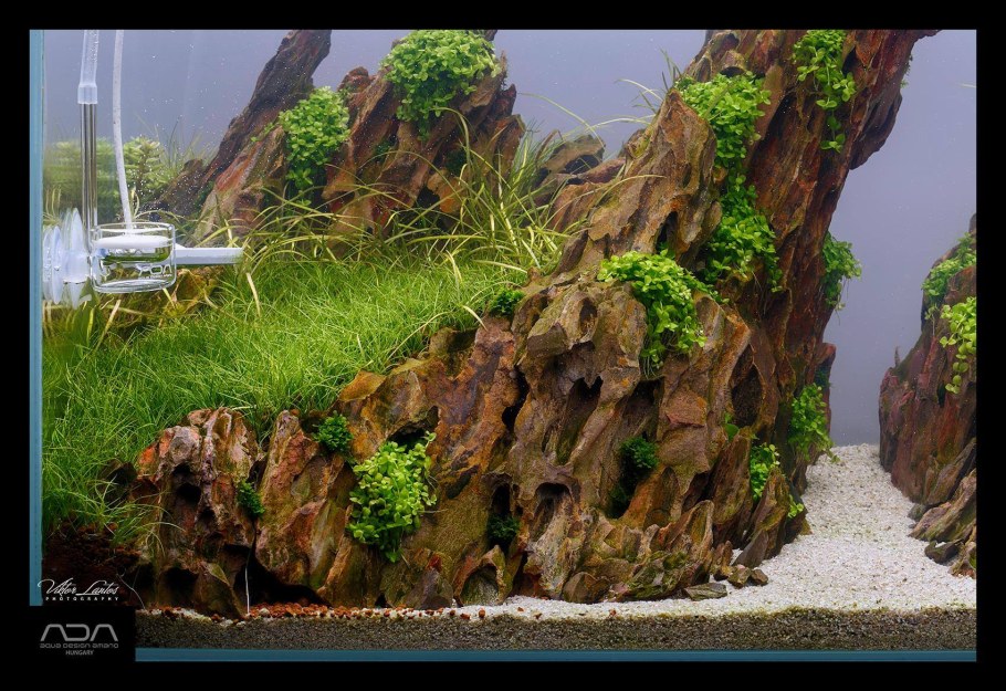 Акваскейп хардскейп