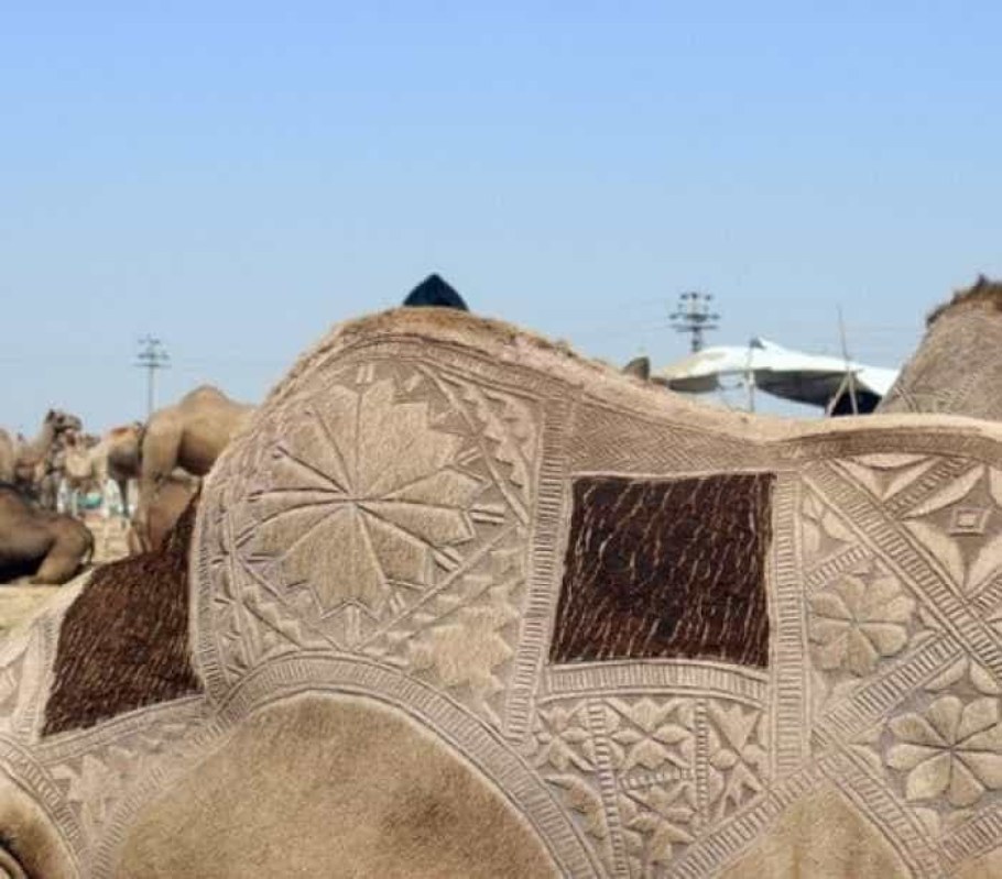 Художественная стрижка верблюда