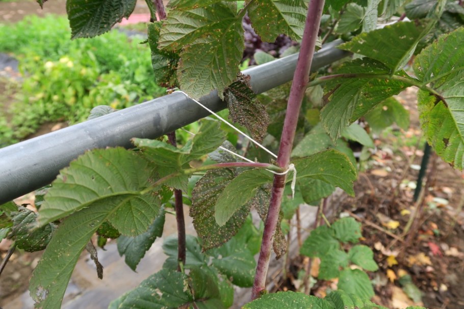 Ремонтантная малина кусты подвязка