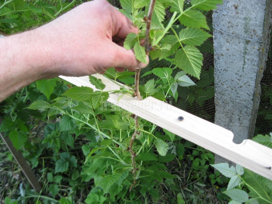 Шпалерный метод подвязки малины