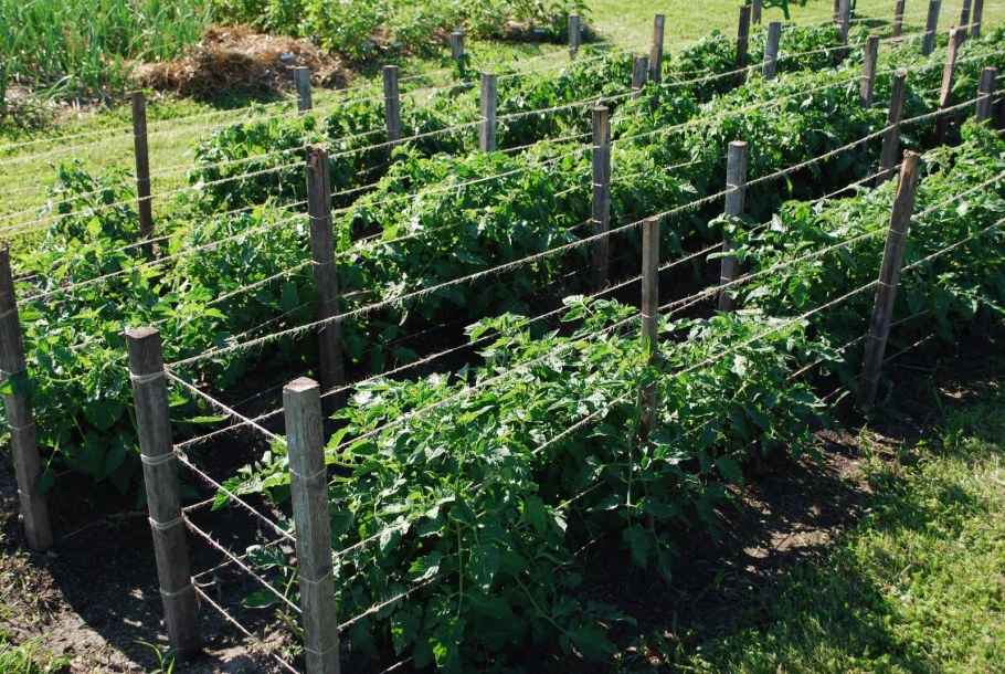 Малина Глен ампл куст