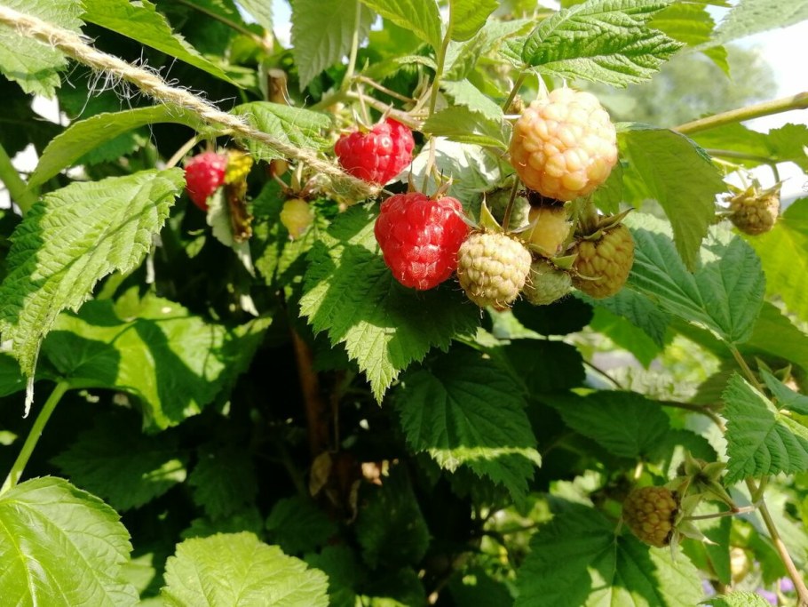 Шпалера для ежевики Торнфри