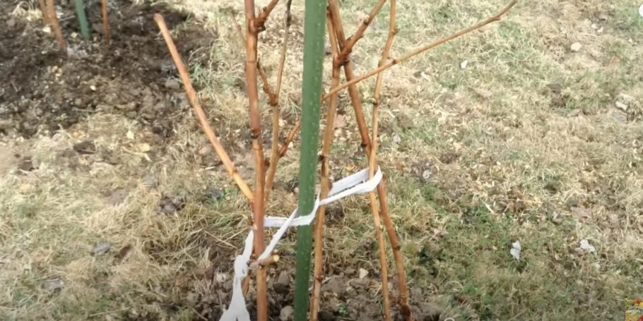 Подвязка малины Кумберленд