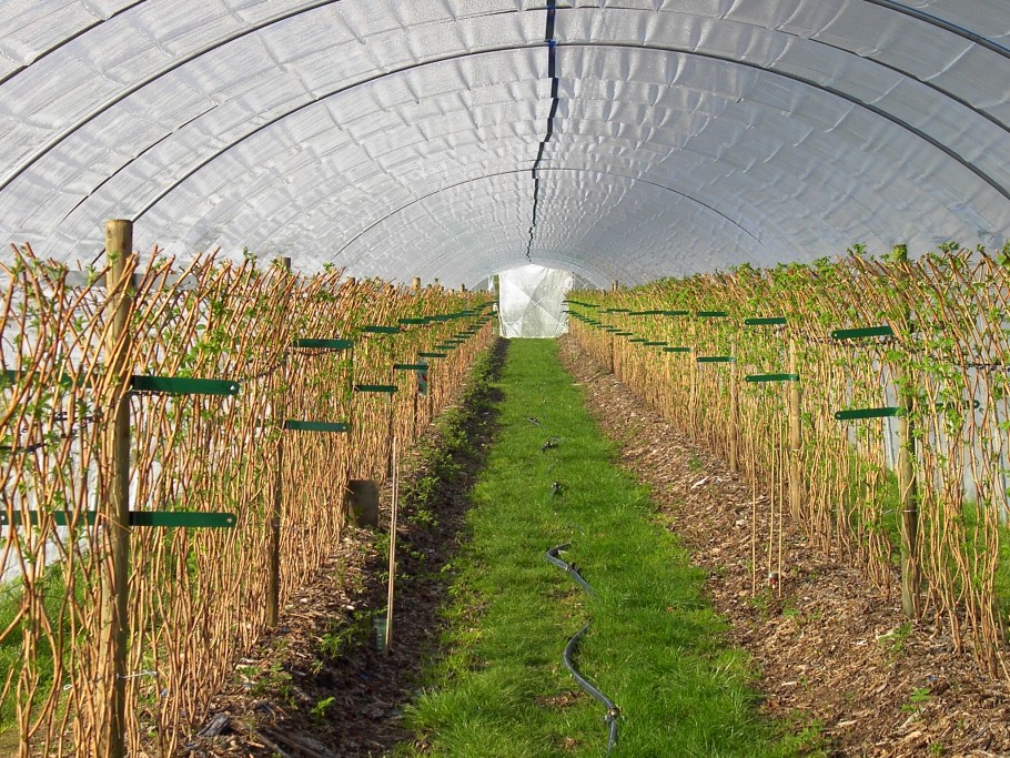 Шпалерная подвязка малины