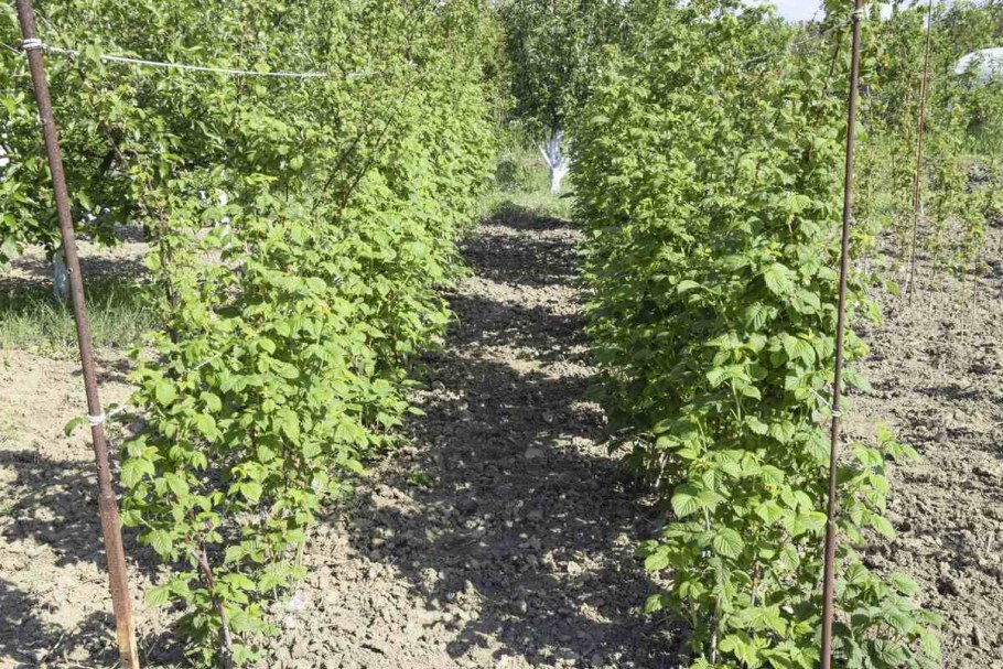 Шпалерная подвязка малины