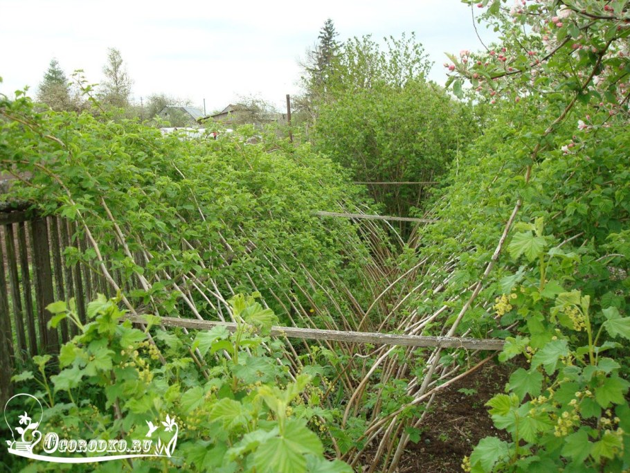 Шпалерный метод подвязки малины