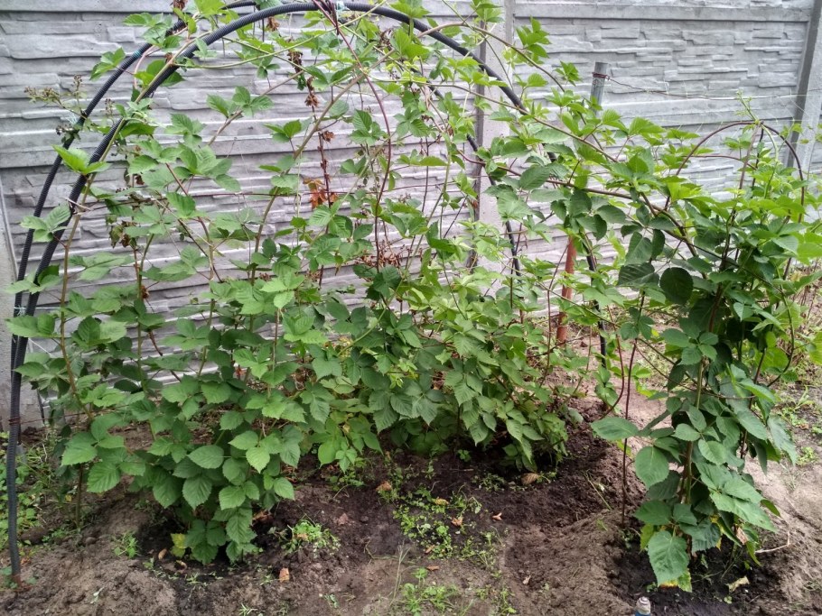 Схема обрезки ремонтантной малины весной