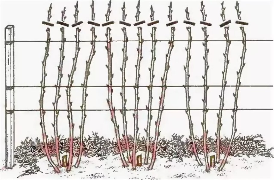 Клубника ремонтантная малина