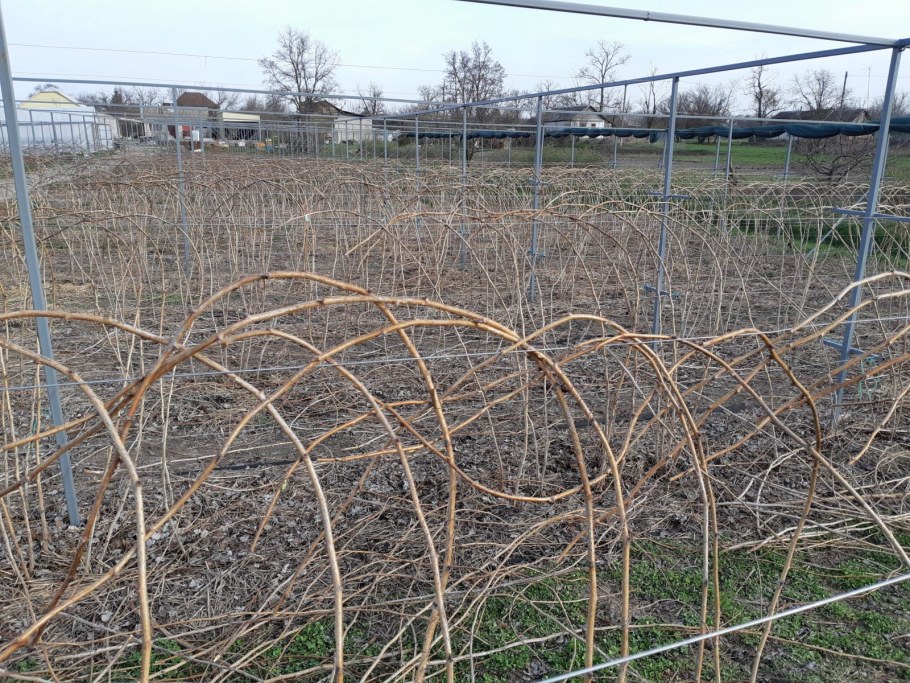 Дачный огородик ежевика