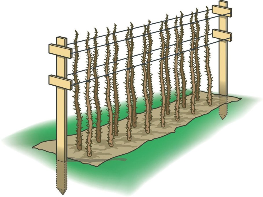 Мульчирование малины