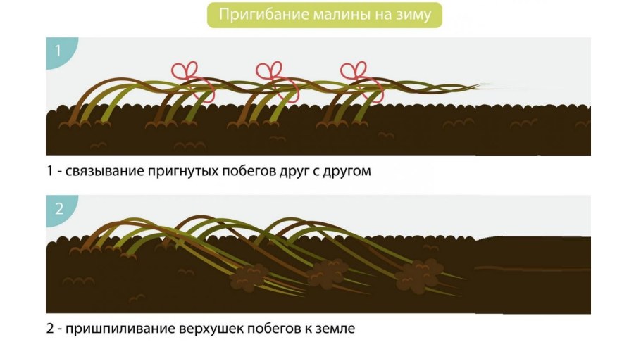 Приспособление для подвязки малины