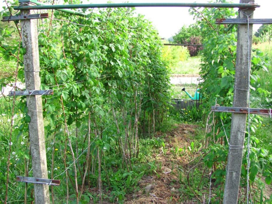 Ежемалина Тайберри шпалеры