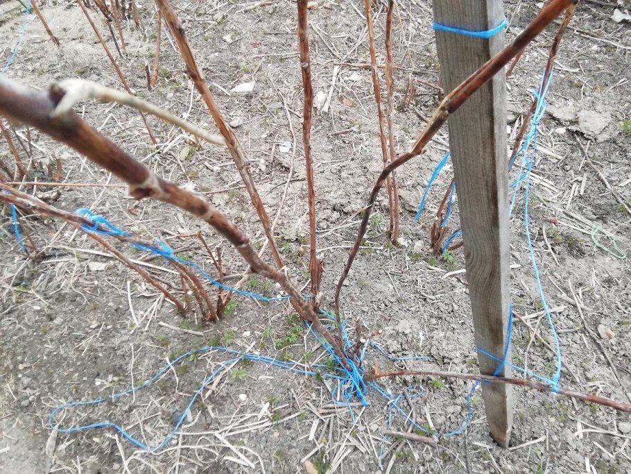 Пригибание малины