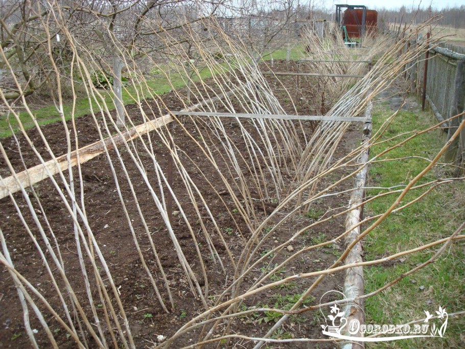 Веерная подвязка малины