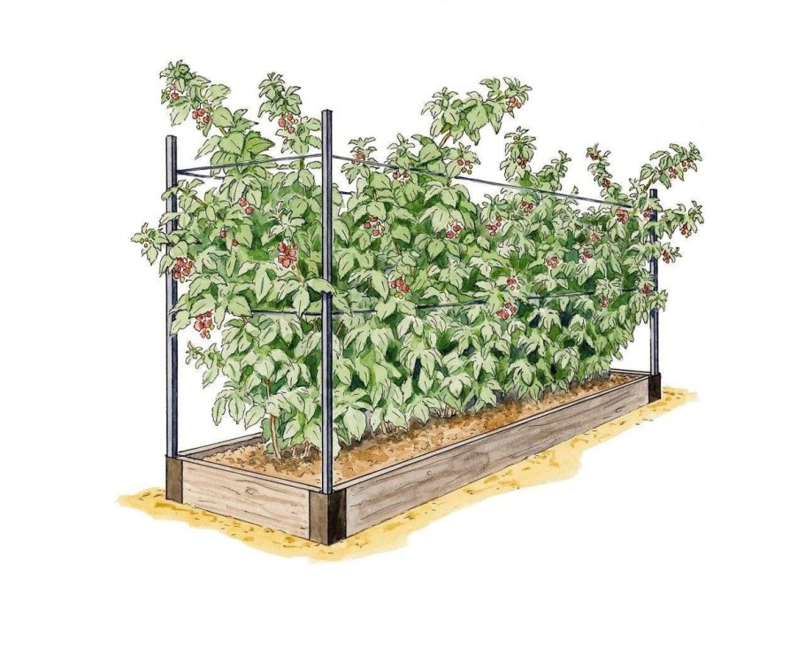 Шпалерный метод подвязки малины