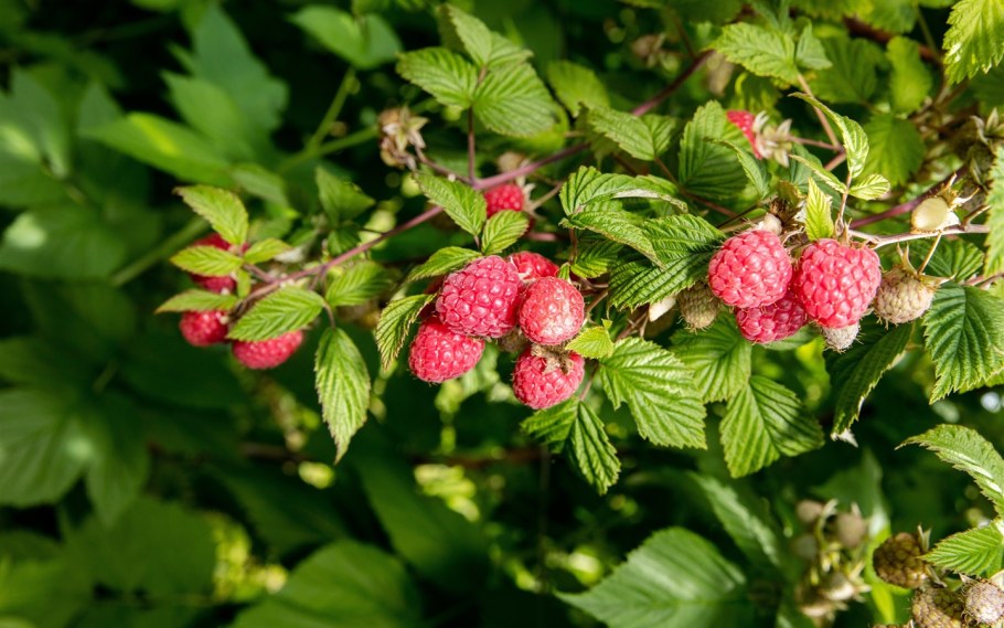 Куст малины осенью
