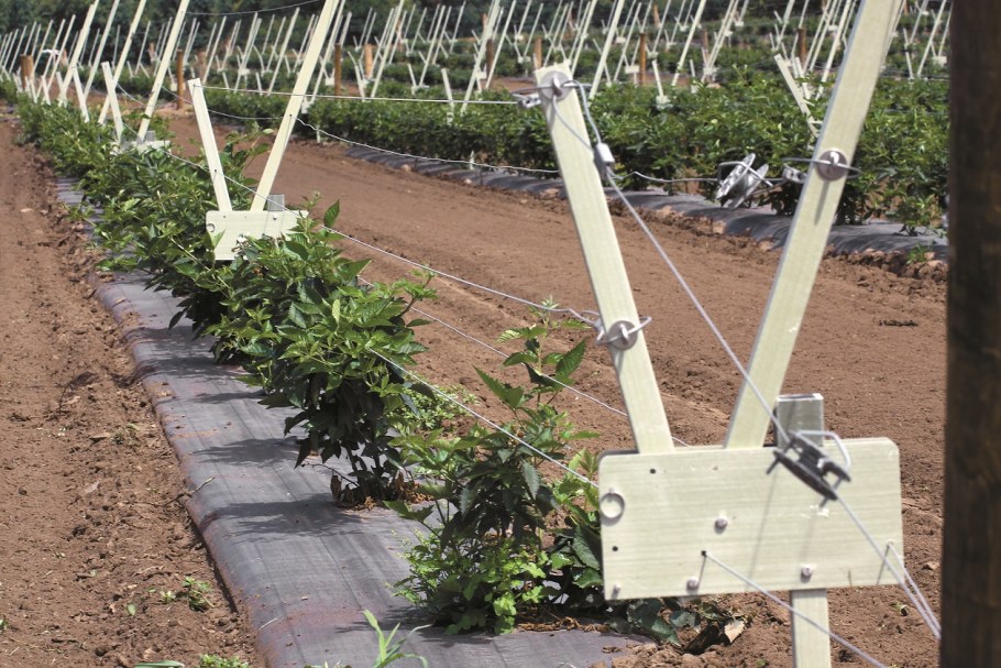 Ограждение для ремонтантной малины