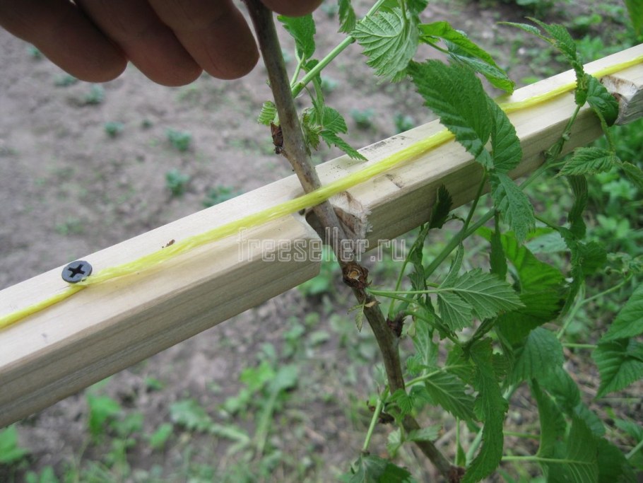 Мульчирование ремонтантной малины