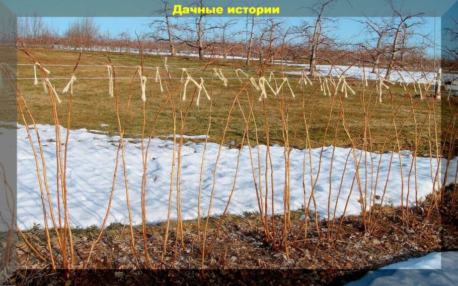 Подвязка малины