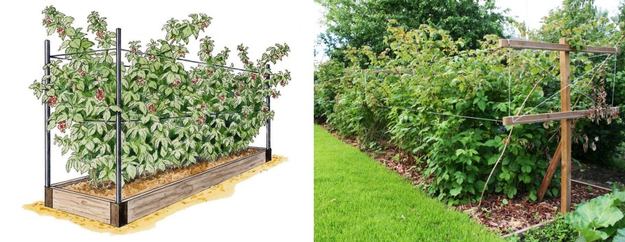 Ежемалина Кимберли шпалера