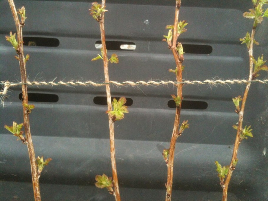 Веерная подвязка малины