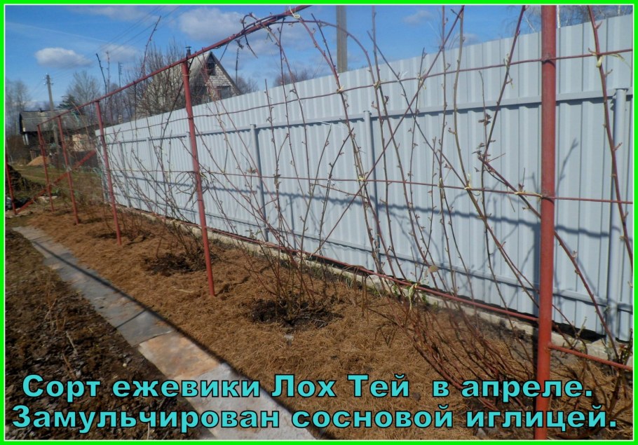 Урожайность малины с куста в открытом грунте