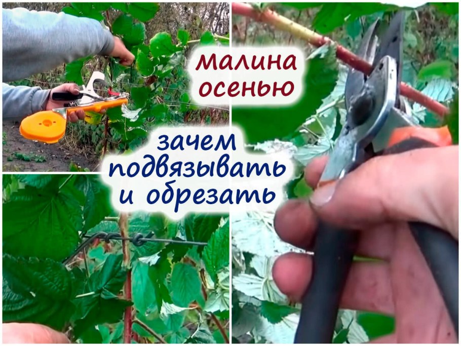 Ежевика Тайберри шпалеры